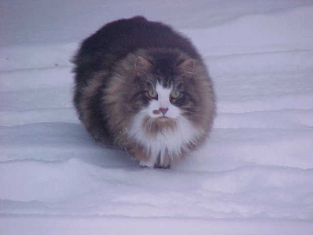Siberian Cats, Siberian Cat